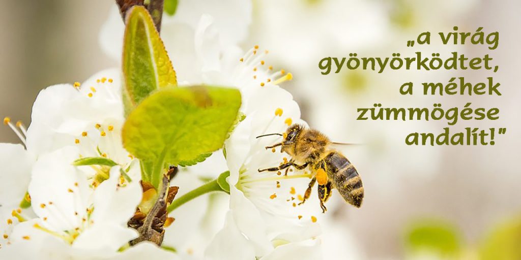 A tavasz szépsége, az élet csodája