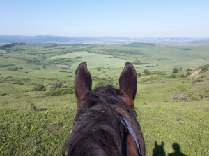 Három Nádszál 03/22